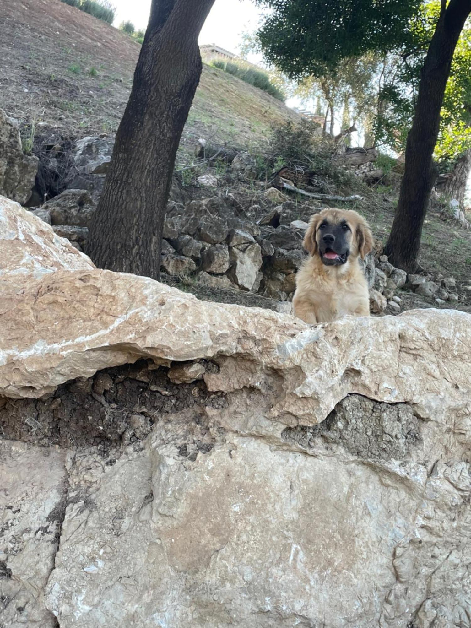 Cortijo Rancho Verde Colmenar Luaran gambar